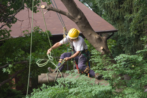 Best Tree Disease Treatment  in Huntsville, MO